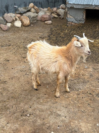 Male Pygmy Goats