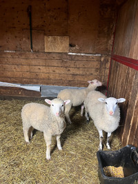 For sale ewe & lambs 