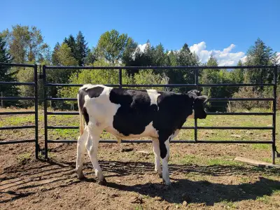 STEER  CALF , View more