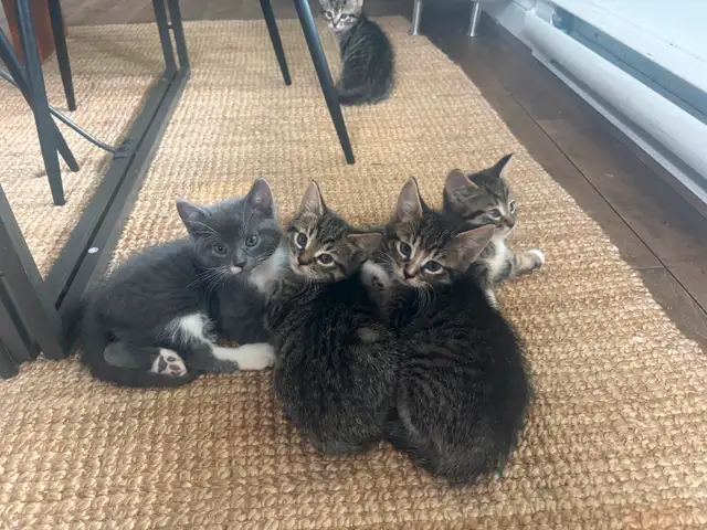 Chatons cherchent familles in Cats & Kittens for Rehoming in Trois-Rivières - Image 9