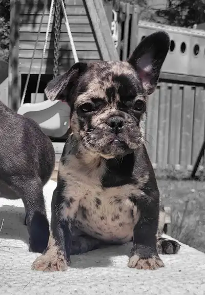 French bulldog puppies, View more