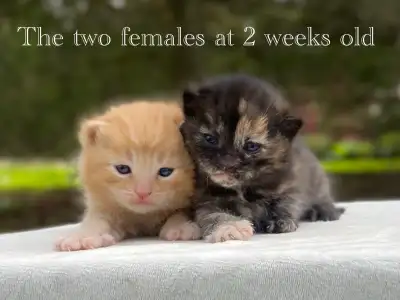 Cute Kittens for Sale! 6 Reservations Available!, View more