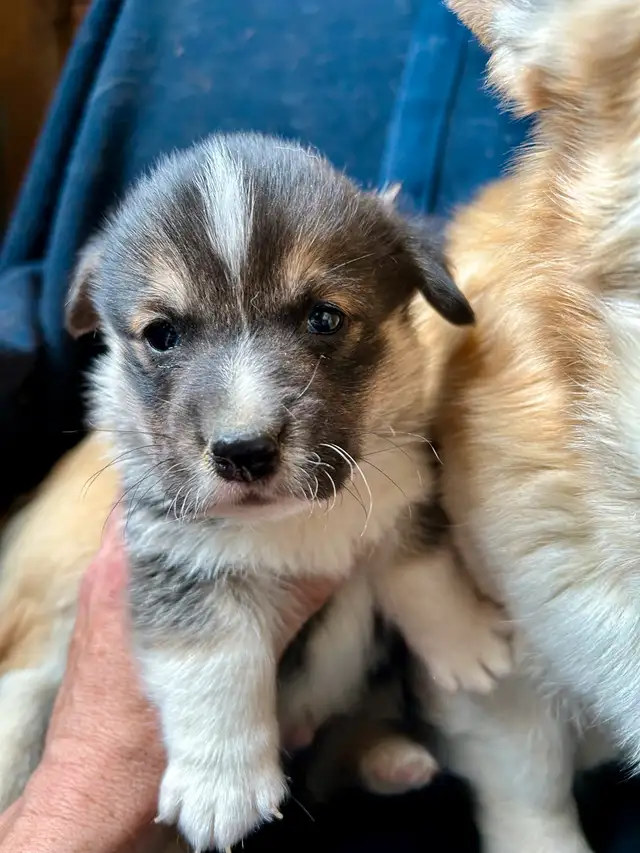 Chiot CORGI à adopter in Dogs & Puppies for Rehoming in West Island - Image 6