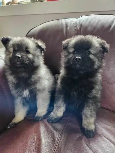 Keeshond Puppies, View more
