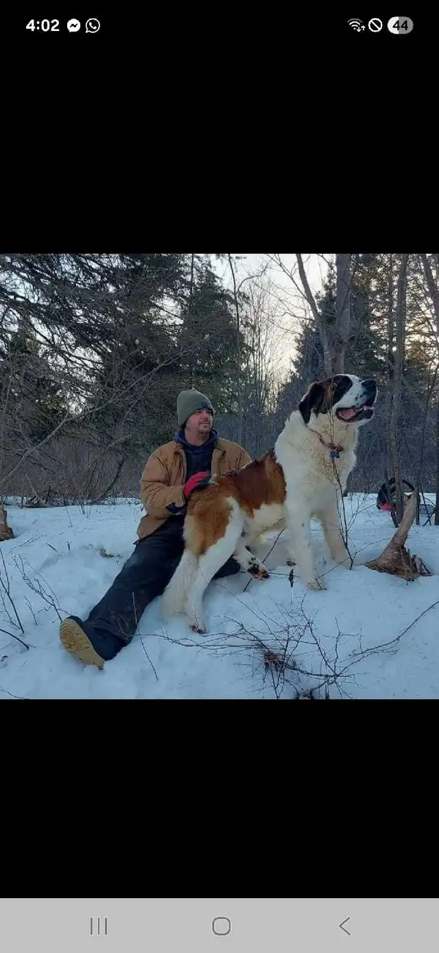 BEAUTIFUL SAINT BERNARD PUPPIES in Dogs & Puppies for Rehoming in Moncton - Image 6