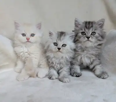 Adorable chaton persan, View more