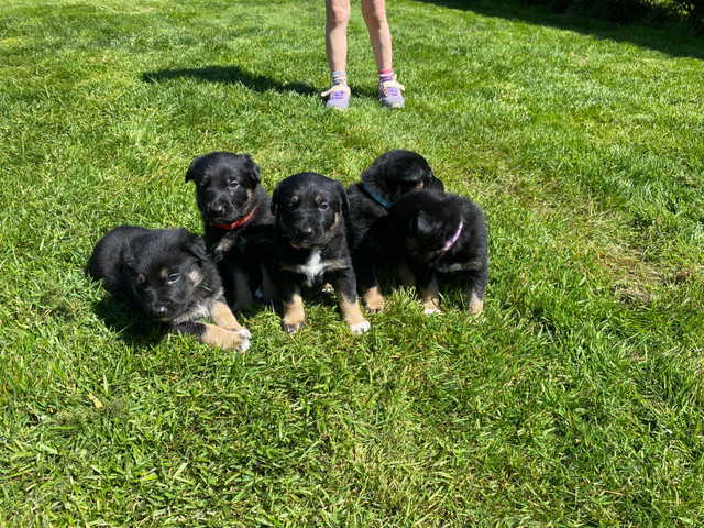 Shepard x collie lab pups in Dogs & Puppies for Rehoming in Nanaimo