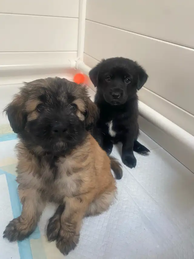 puppies looking forever home in Dogs & Puppies for Rehoming in Mississauga / Peel Region - Image 5