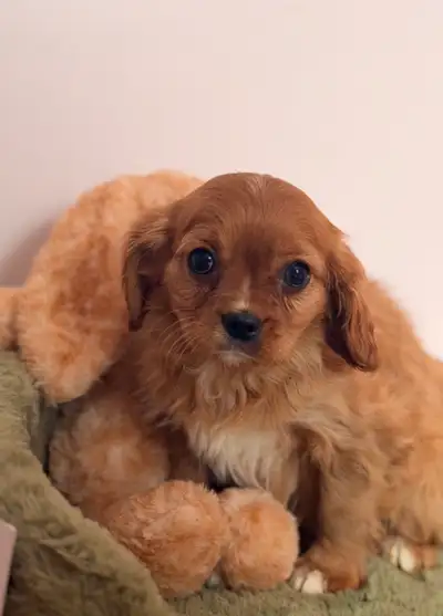 Ruby Cavalier King Charles spaniel, View more