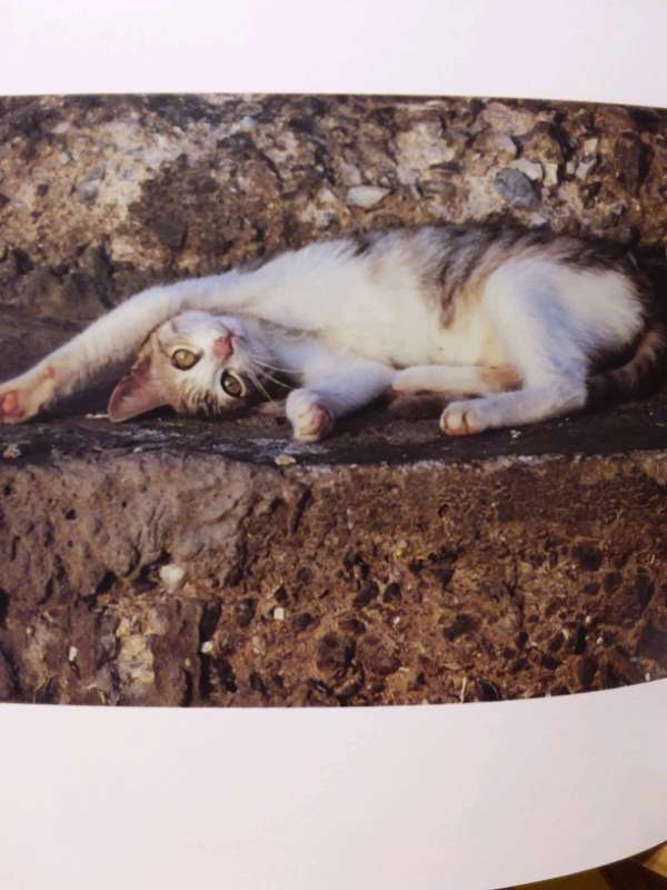 LIVRE LES CHATONS DES ÎLES GRECQUES in Accessories in Lanaudière - Image 7