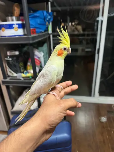 Lutino Cockatiel Pair for rehoming, View more