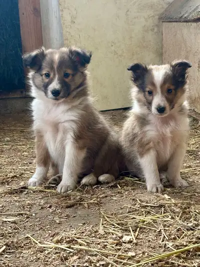 J ai ces chiots Bergers de Shetland prêts à partir pour des chemins nouveaux. Ils sont vaccinés, ver...
