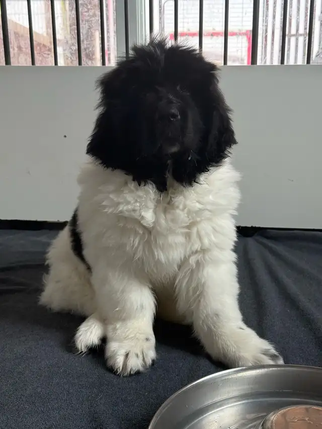 chiots Terre-Neuve, Newfoundland Puppies in Dogs & Puppies for Rehoming in Laurentides - Image 6