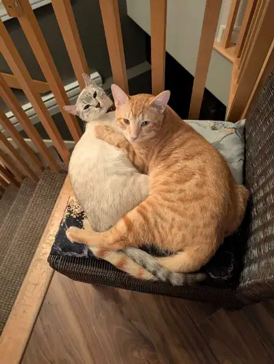 Beau bébés chatons a venir pour juillet Seront polydactiles aux 4 pattes et oreilles courbées La mèr...