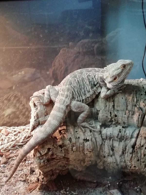 dragon barbu et terrarium bioactif Reptiles et amphibiens à adopter