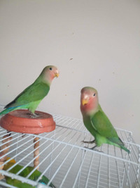Baby Love bird peach face hand feed friendly Male and female 