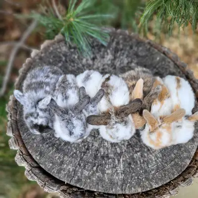 EXTRAORDINARY HOLLAND LOPS, LOONHEADS, NETHERLAND DWARFS, MINI REX. 3 preventative treatments for fl...