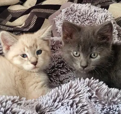 2 male kittens , View more