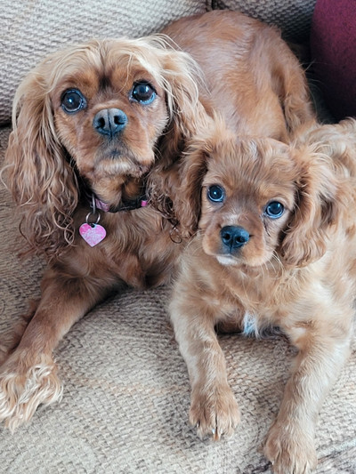 King Charles Cavalier - one male only!
