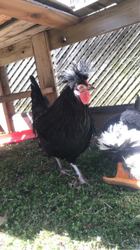 Rooster- needs a good home