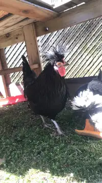Rooster- free to a good home
