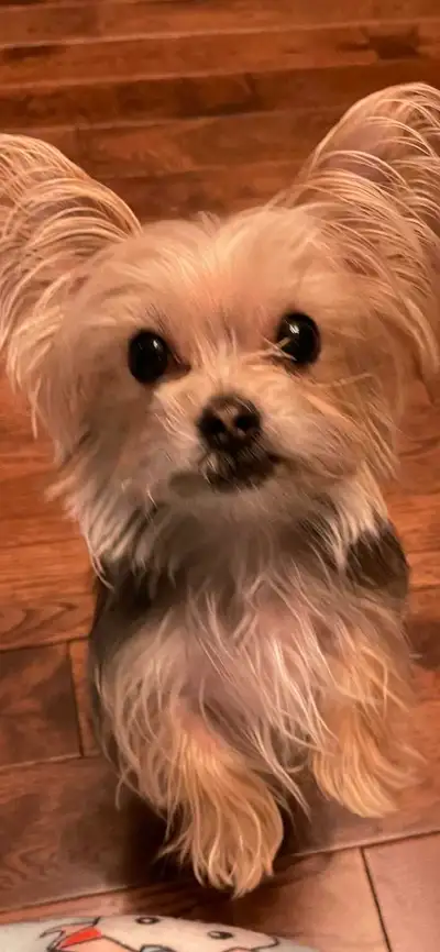 Reliable  Dog  Sitter, View more