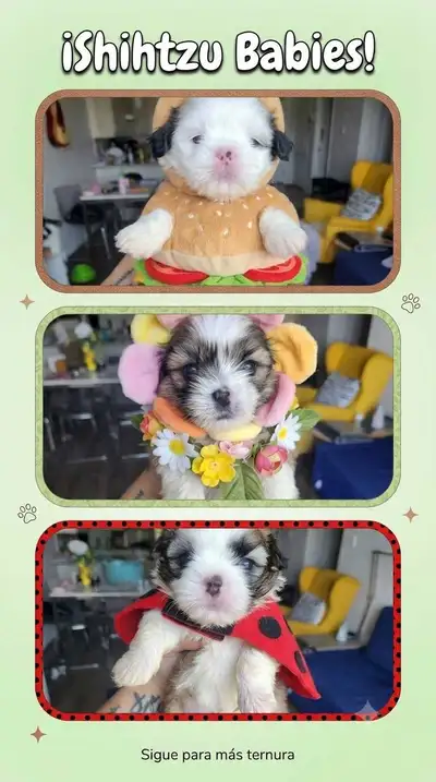  Miniature Shih Tzu Puppies – Ready August 29! , View more