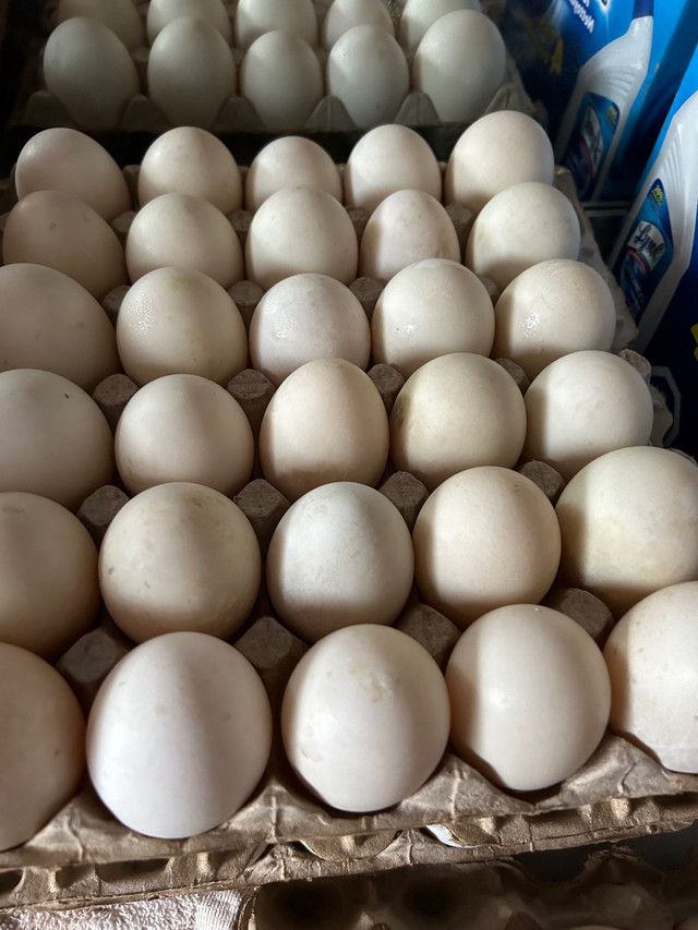 Fertilized Duck and chickenEggs available.Dozen $10, Pekin ducks in Livestock in Markham / York Region