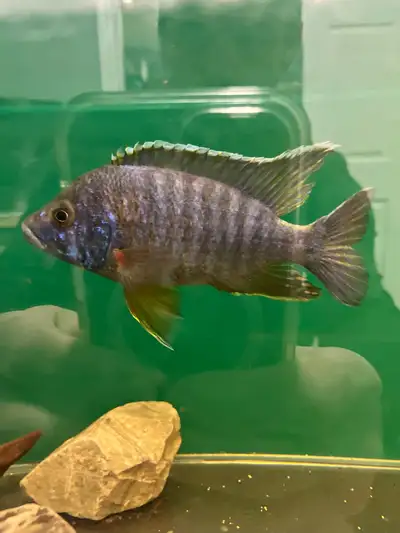 Large Cichlid for sale 5” long $20 Located in Brantford