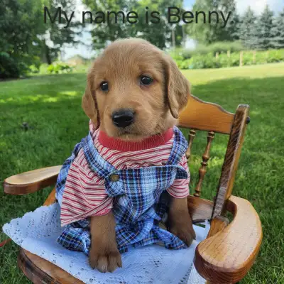 Golden Retriever Male Puppy, View more