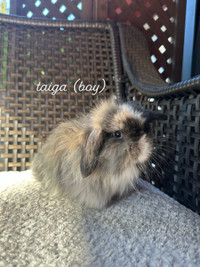 *Beautiful Fuzzy Lop bunny!*