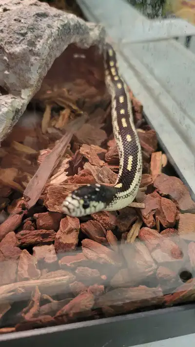 California king snake, View more