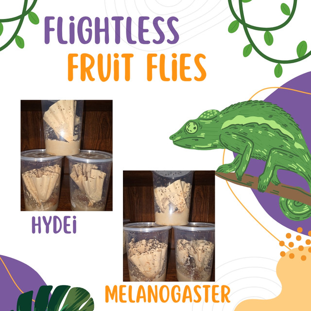Flightless Fruit Flies dans Autre  à Moncton