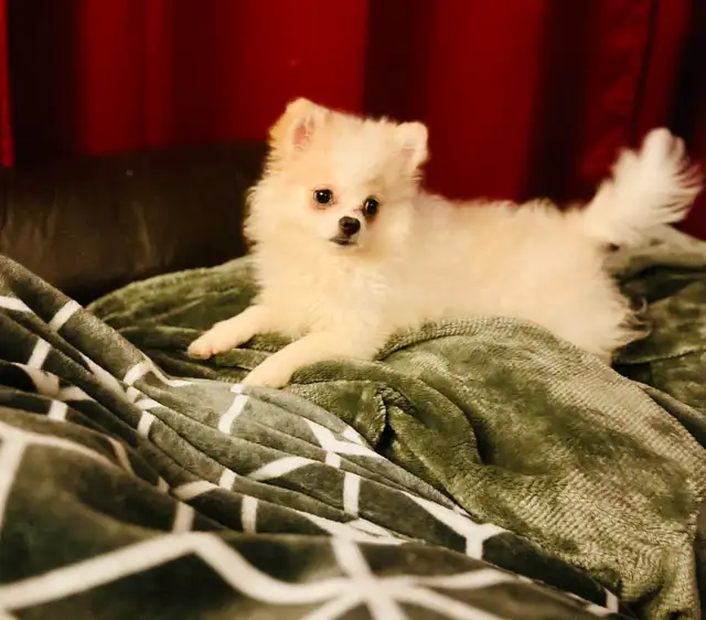 Pitter Patter Pomeranian Smile ; ) in Dogs & Puppies for Rehoming in Markham / York Region - Image 4
