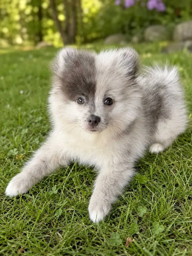 Pomeranian Puppies! 1 male left in Dogs & Puppies for Rehoming in Oakville / Halton Region - Image 3