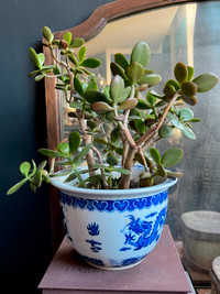 Large Jade Plant in Chinese Blue and White Planter