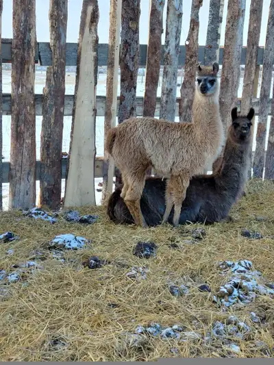 Baby llamas, View more