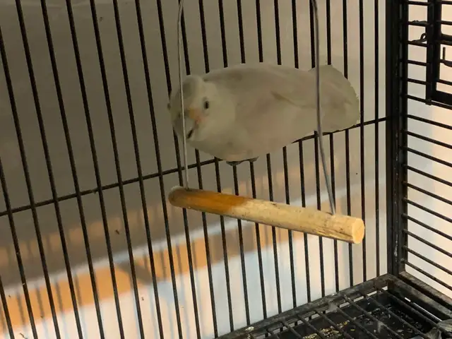 Cockatoo in Birds for Rehoming in Delta/Surrey/Langley - Image 4