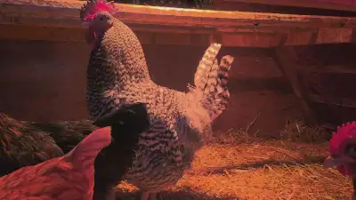 3 roosters  for sale, View more