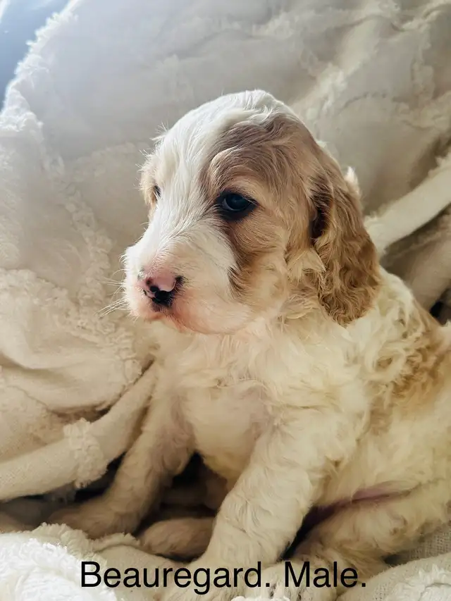 Stunning Cockapoos. in Dogs & Puppies for Rehoming in Edmonton - Image 9