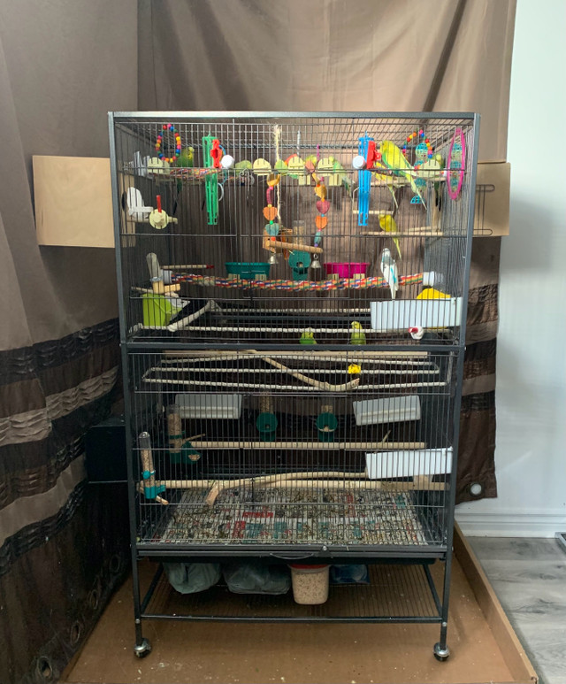 Fertile Budgies For Sale - males and females in Birds for Rehoming in Ottawa