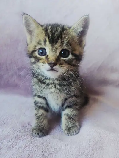 Half British kitten (male), View more