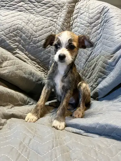 Chinese crested and yorkie puppies, View more