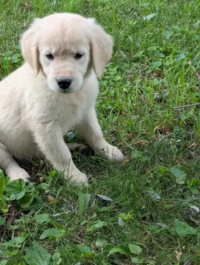 Golden Retriever Puppies, View more
