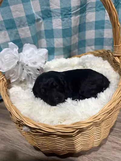 9 Goldendoodle puppies!, View more