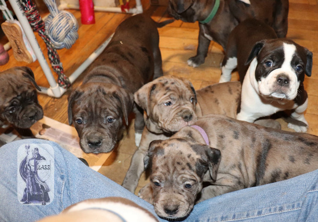 Alapaha Blue Blood Bulldog Puppies for Sale in Dogs & Puppies for Rehoming in Ottawa - Image 4