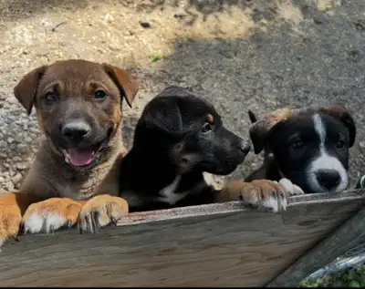PUPPIES  !!!!!, View more