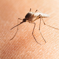 Mosquito and Tick spraying