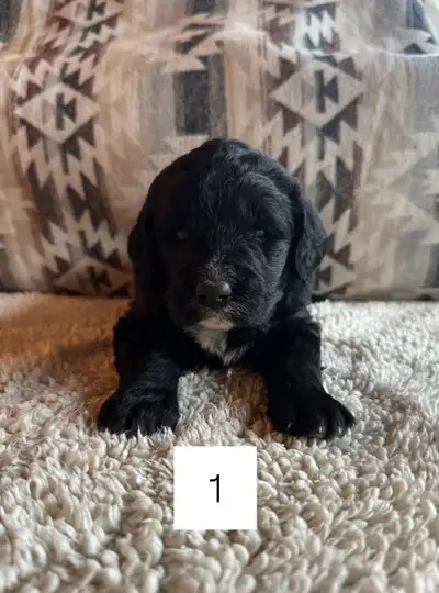 Newfypoo Puppies!!, View more