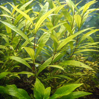 Tailand Hygrophila corymbosa, View more